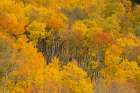 USA, Colorado, Uncompahgre National Forest. Autumn forest landscape. Art Print
